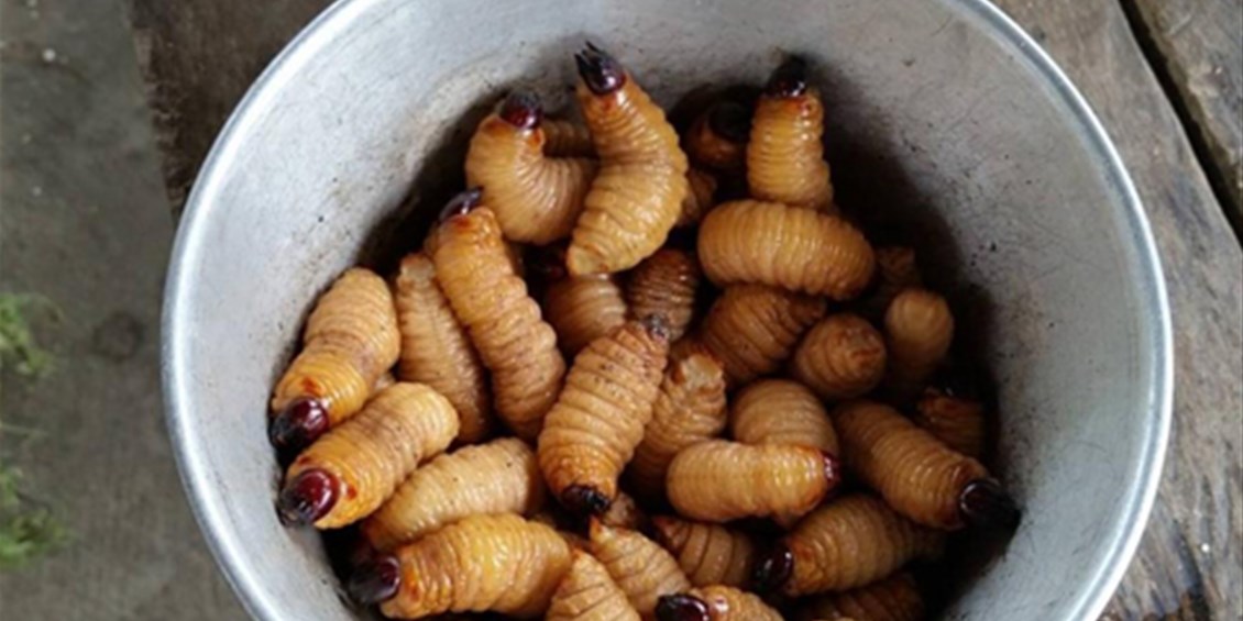 L'Unione Europea autorizza con un Regolamento vincolante il consumo di larve di verme, dopo le locuste e i grilli. Ma sconsiglia chi ha meno di 18 anni e chi ha allergie. Il Governo italiano blocchi questa follia